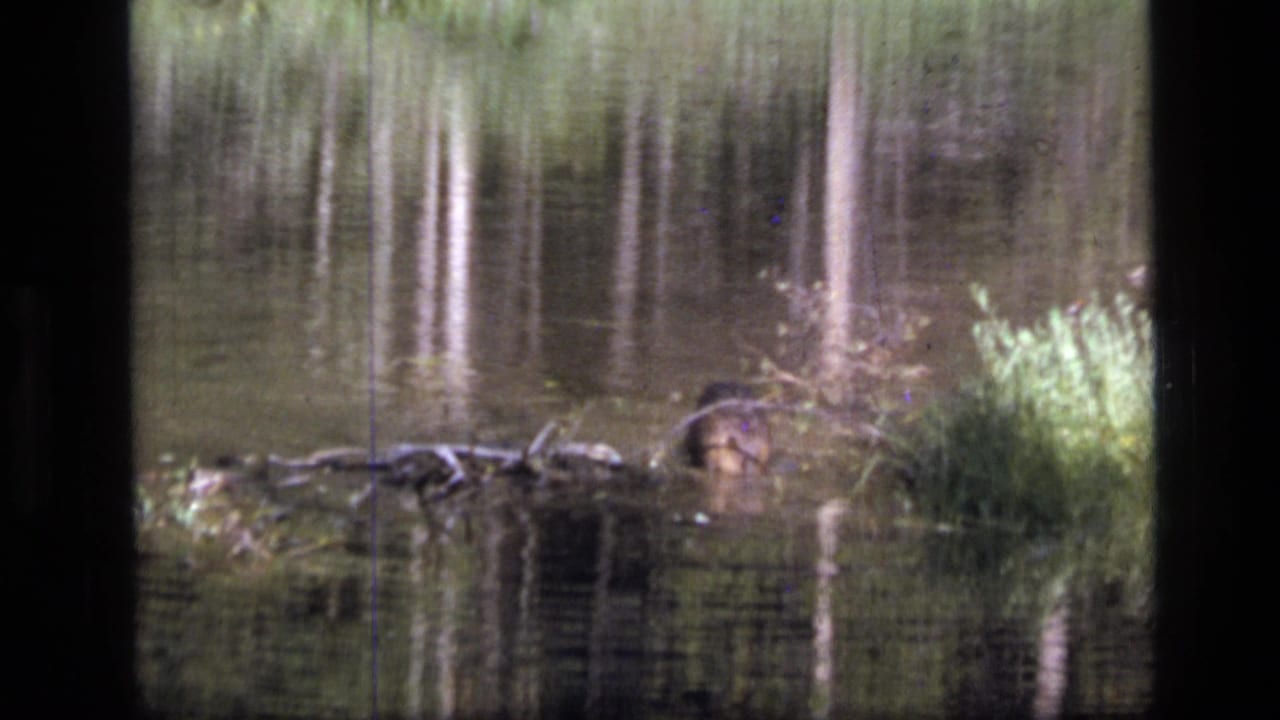 A beaver surfaces near floating logs and reeds in Scapegoat Wilderness, Montana, in 1973 8mm home-movie footage.