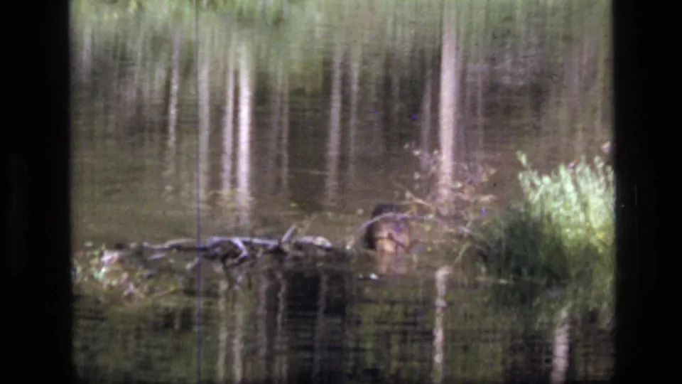 A beaver surfaces near floating logs and reeds in Scapegoat Wilderness, Montana, in 1973 8mm home-movie footage.