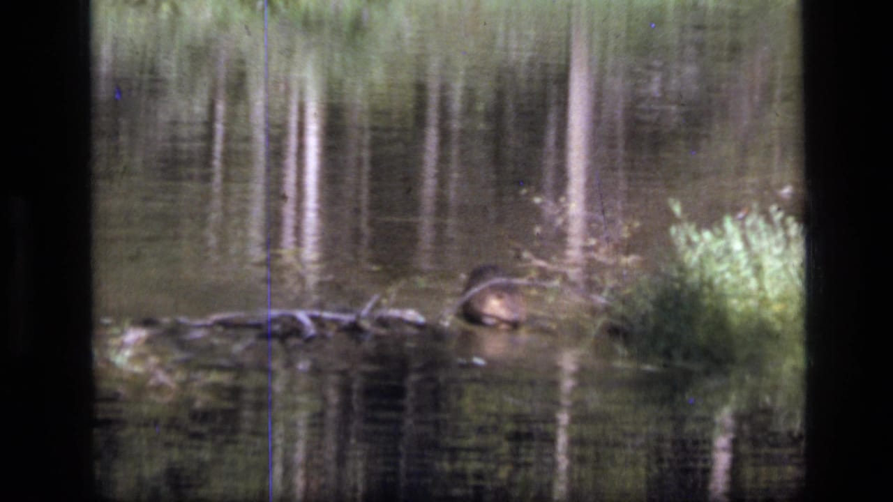 Beaver head and back visible beside reeds and driftwood on still water.