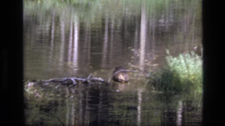A soft, grainy 8mm view shows the beaver near low logs and bright reeds, with vertical tree reflections across the water.