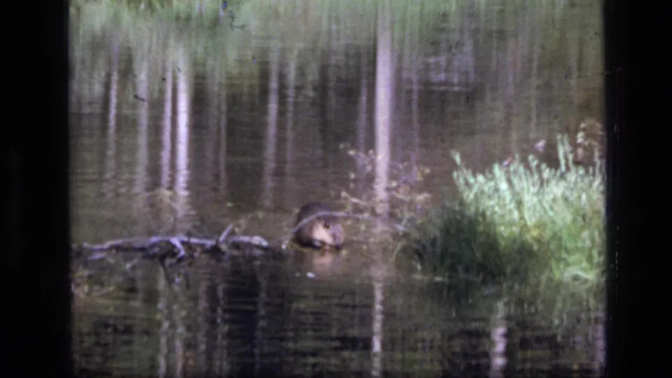 The beaver is partly above the water near reeds and logs, framed by 8mm grain and muted reflections from trees along the lake.
