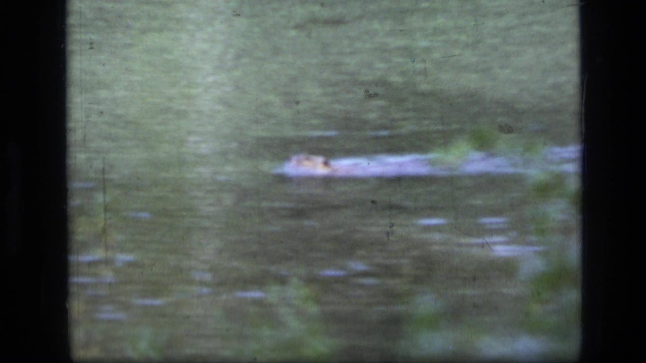 1973 8mm home-movie frame from the described Montana clip showing an alligator-like body gliding across murky green water.