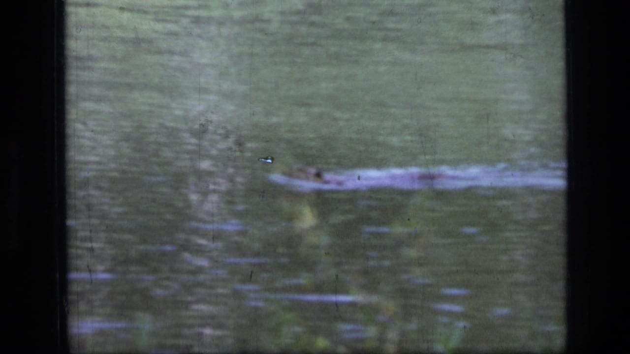 The elongated reptile-like shape continues across murky water in the 1973 home-movie clip, partly softened by grain and focus.