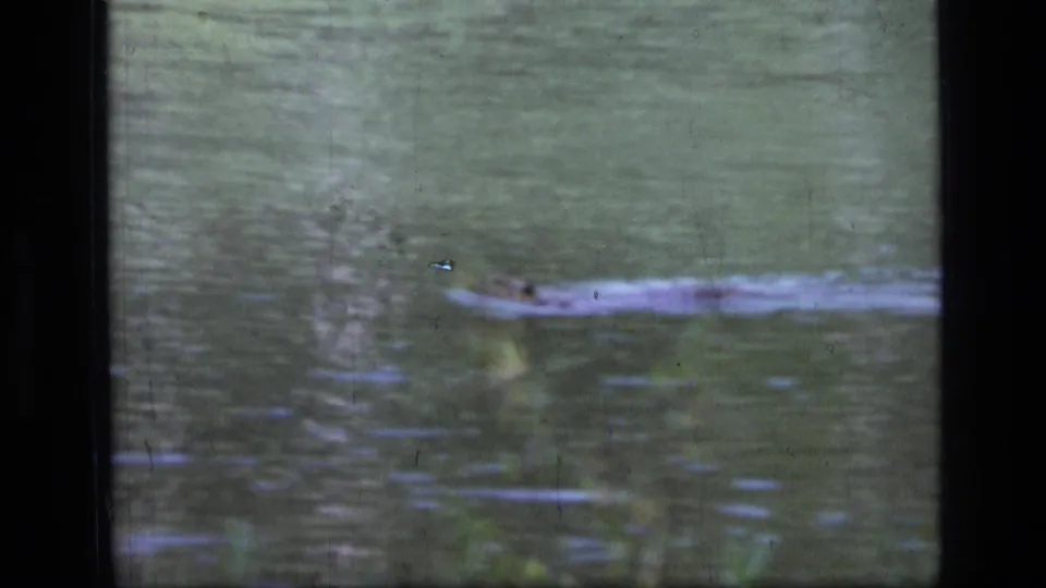 The elongated reptile-like shape continues across murky water in the 1973 home-movie clip, partly softened by grain and focus.