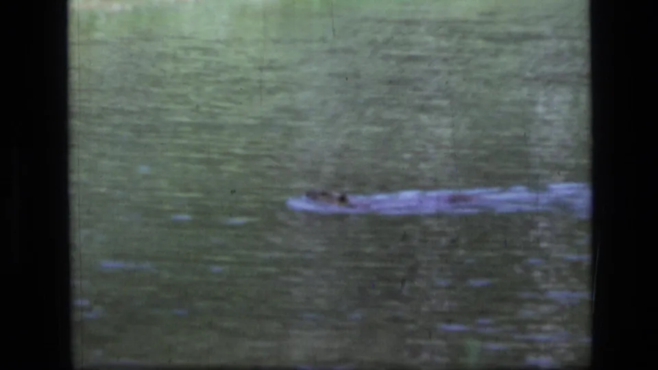A vintage 8mm frame shows the alligator-like subject crossing the lower part of the water view, with grain and vertical film marks.