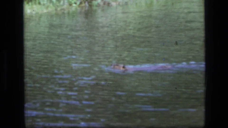 Final 1973 8mm still from the clip shows the reptile-like body near the lower right, moving through muted green water.