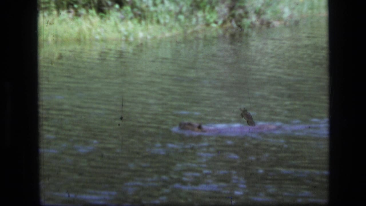 1973 8mm frame from Scapegoat Wilderness, Montana, showing a beaver moving across calm pond water near green vegetation.