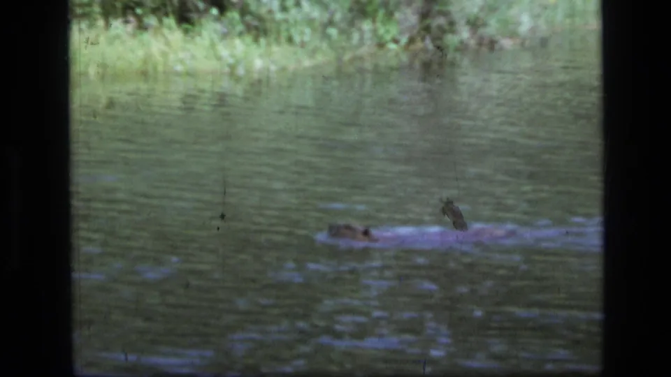 1973 8mm frame from Scapegoat Wilderness, Montana, showing a beaver moving across calm pond water near green vegetation.