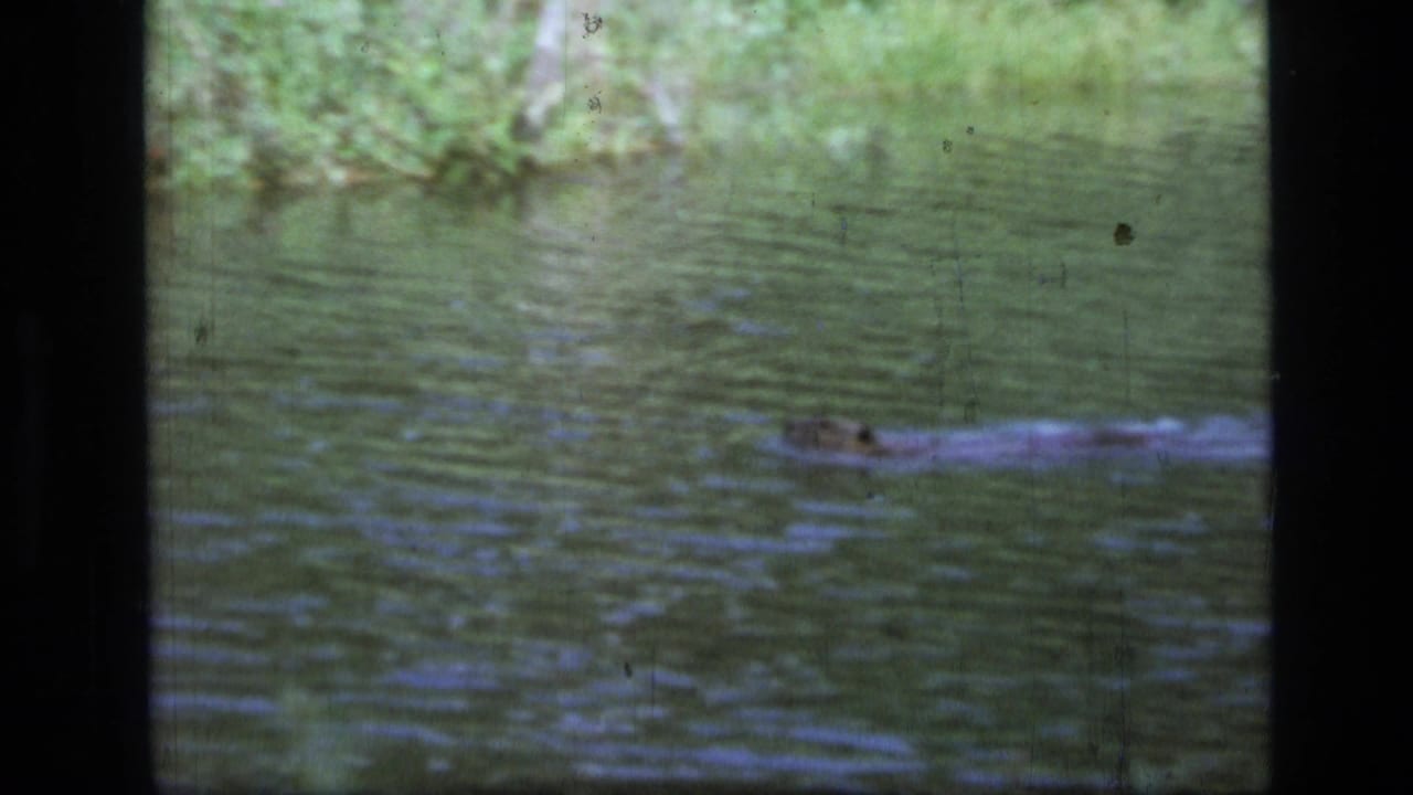 Beaver swimming near the right side of a pond with ripples around its body.