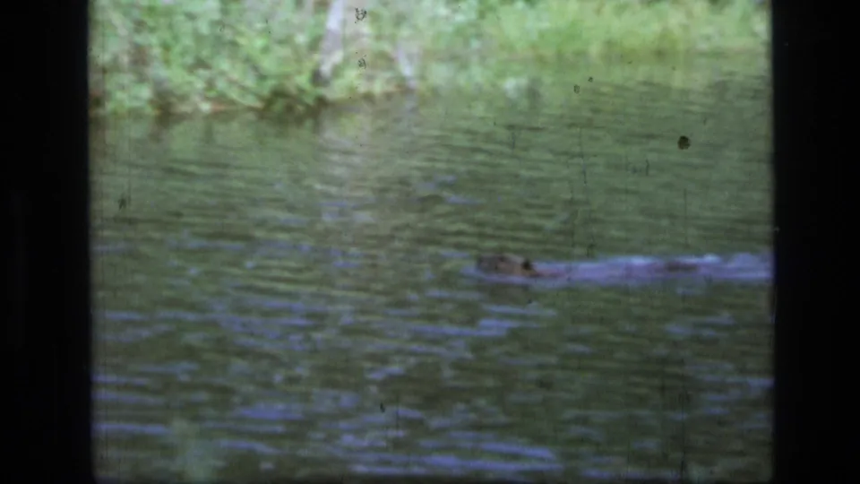 1973 Montana wilderness footage frame with a beaver partly above the pond surface, leaving a pale wake across the water.