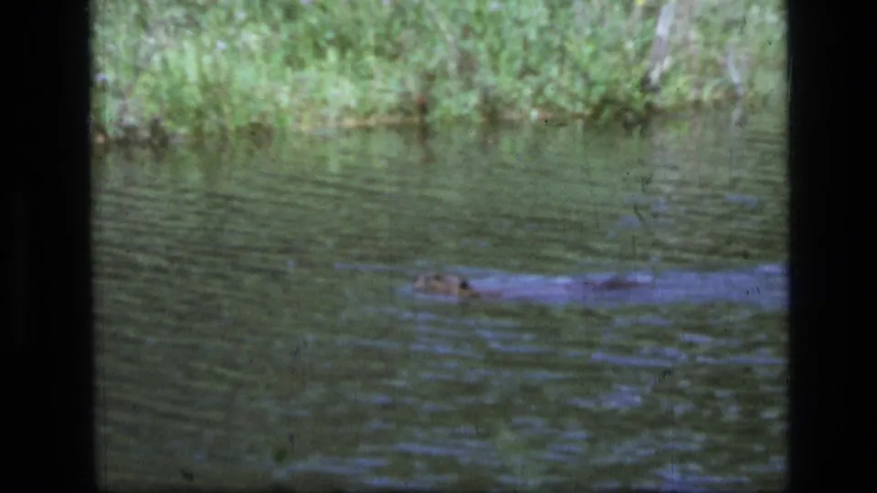 Soft 8mm frame of a beaver swimming through a Montana pond, with shoreline vegetation and visible film wear.