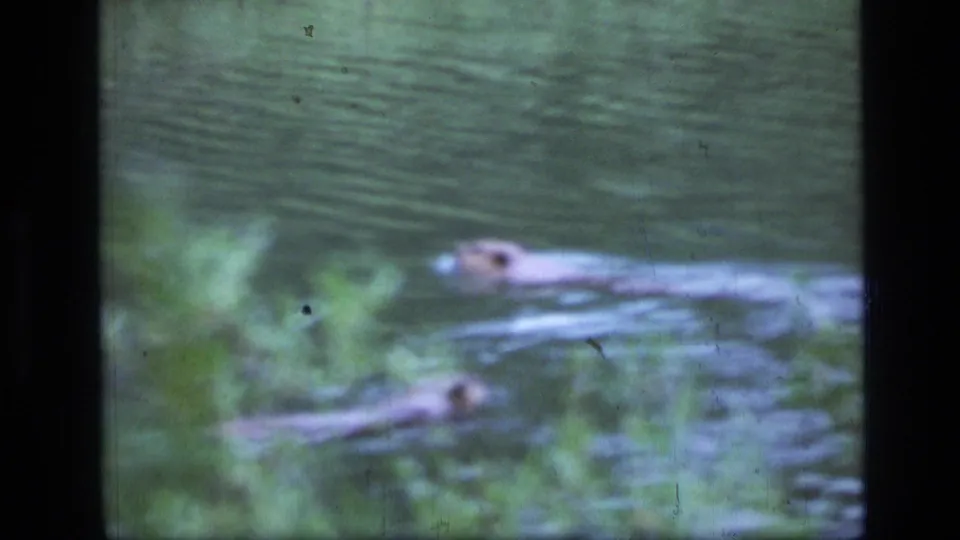 Final 1973 Scapegoat Wilderness frame shows a beaver in soft focus near pond vegetation, with a second blurred shape lower in frame.