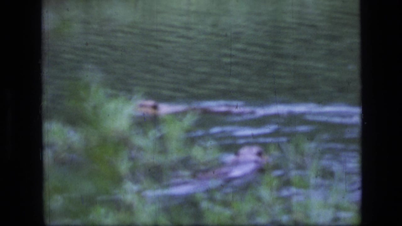 1973 Montana 8mm frame showing a beaver moving through calm river water, partly obscured by bankside vegetation.