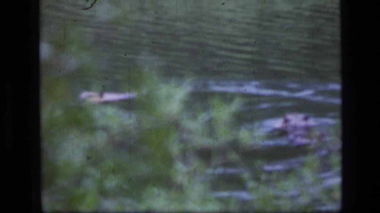 Small beaver shape crossing the river with vegetation in the foreground.