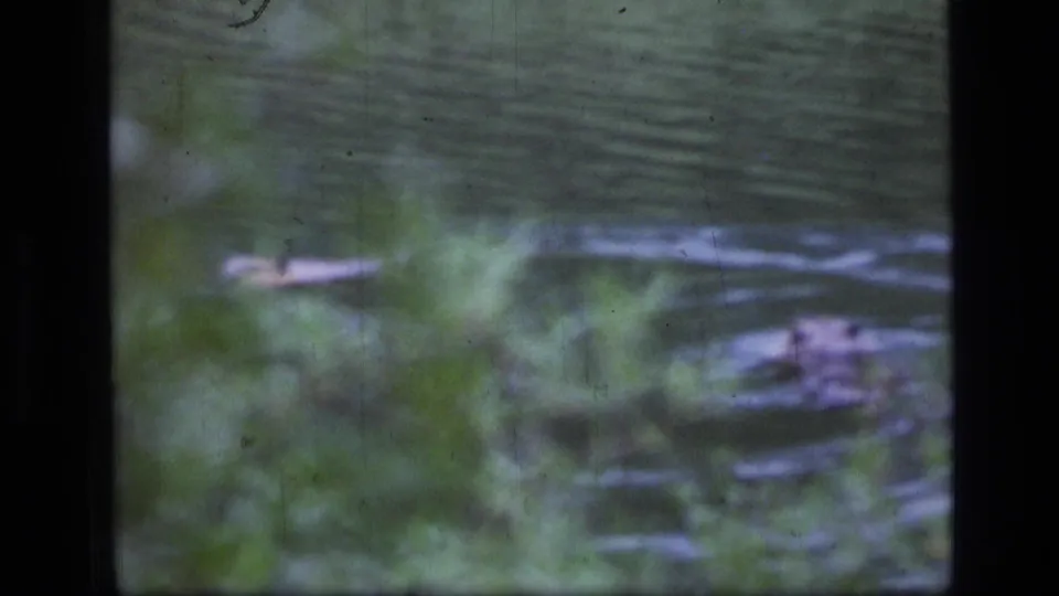 1973 Scapegoat Wilderness footage frame with a beaver visible at a distance on rippled water behind green plants.