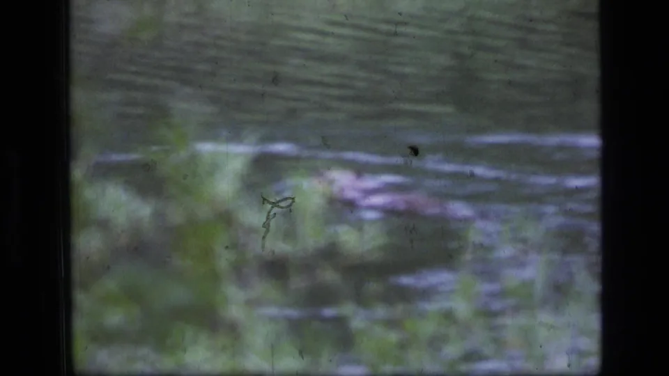 Soft 8mm frame from Montana showing a beaver swimming near shoreline vegetation in calm river water.