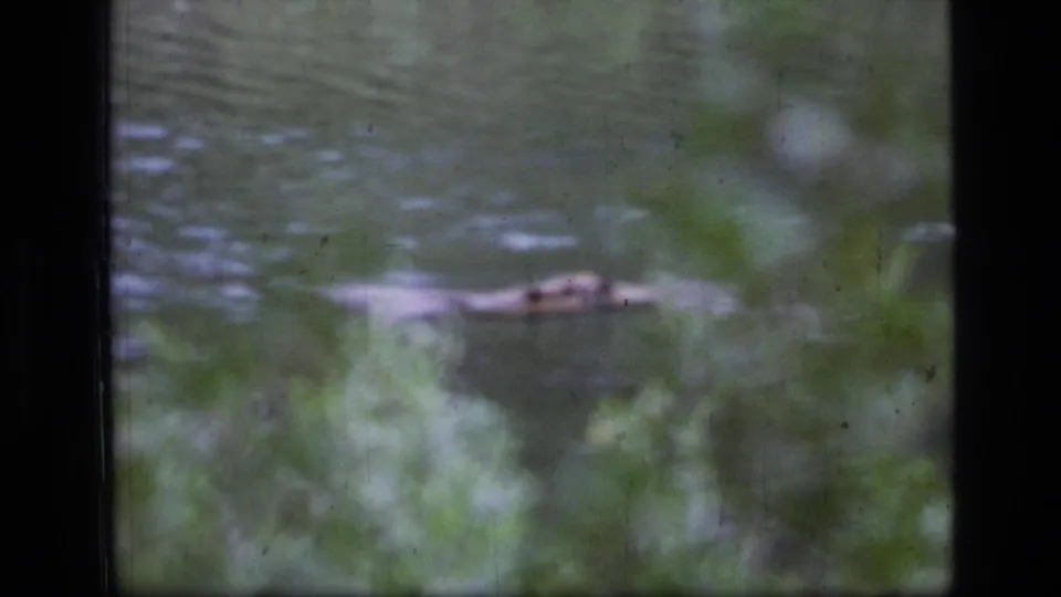 1973 Scapegoat Wilderness 8mm frame showing a beaver at the water surface with green brush in the foreground.