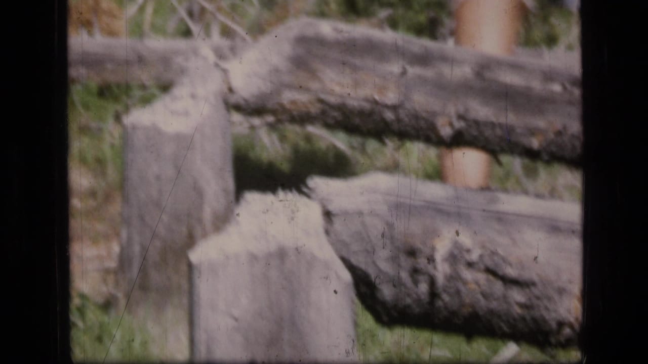Rough split-log fence and cut wooden posts beside grass and brush.