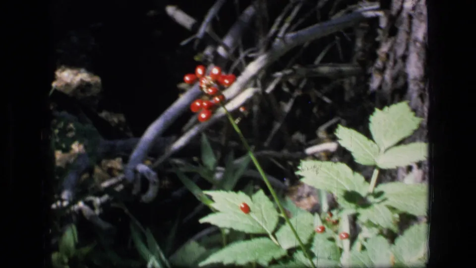 Close 8mm view of red berries and green leaves in Scapegoat Wilderness, with branches and shaded forest floor behind them.
