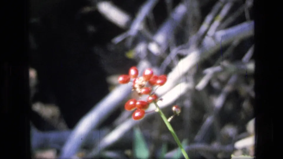 Soft 1973 8mm close-up of red berries on a slender stem, set against blurred branches and shadowed wilderness vegetation.