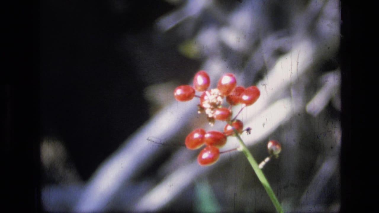 1973 8mm close-up from Scapegoat Wilderness showing red berries on a thin stem with soft-focus foliage behind them.