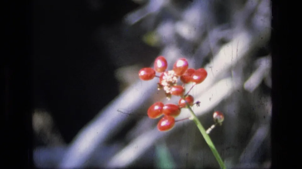 1973 8mm close-up from Scapegoat Wilderness showing red berries on a thin stem with soft-focus foliage behind them.