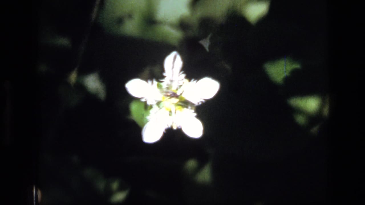 Bright white wildflower against dark green leaves and shadowed background.