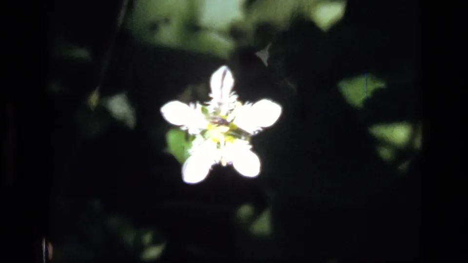 1973 Montana 8mm frame with a small white wildflower glowing against dark leafy ground cover.