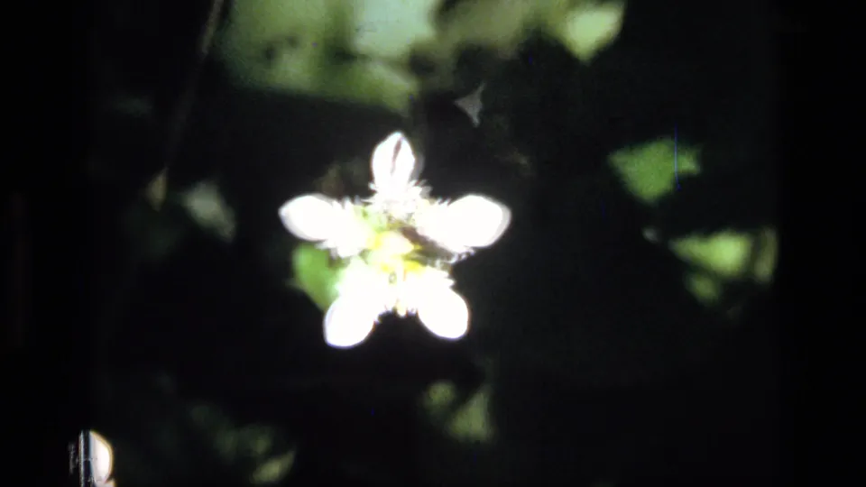 Close 1973 8mm view of a white wildflower in Scapegoat Wilderness, with dark foliage and a small insect nearby.