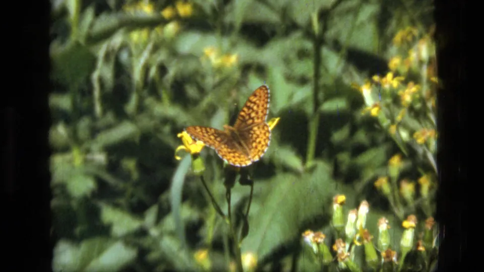 1973 Montana 8mm close-up of a brown-orange checkered butterfly perched on a yellow bloom in dense vegetation.