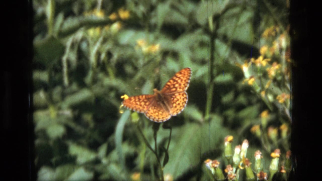 Orange-spotted butterfly perched on a yellow wildflower against green foliage.