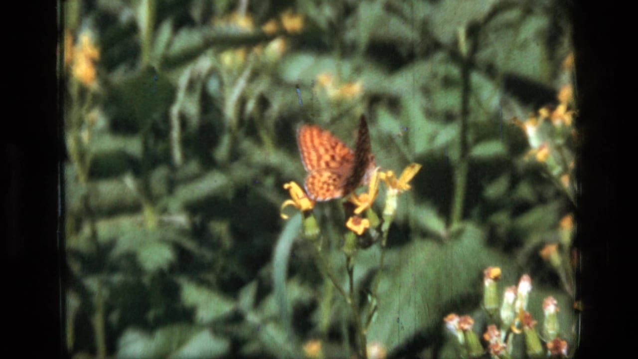 Orange-spotted butterfly on clustered yellow flowers with leafy plants behind.