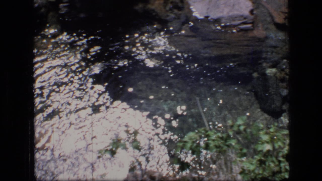 Bright rippling creek water beside shaded rocks and dense streamside plants.