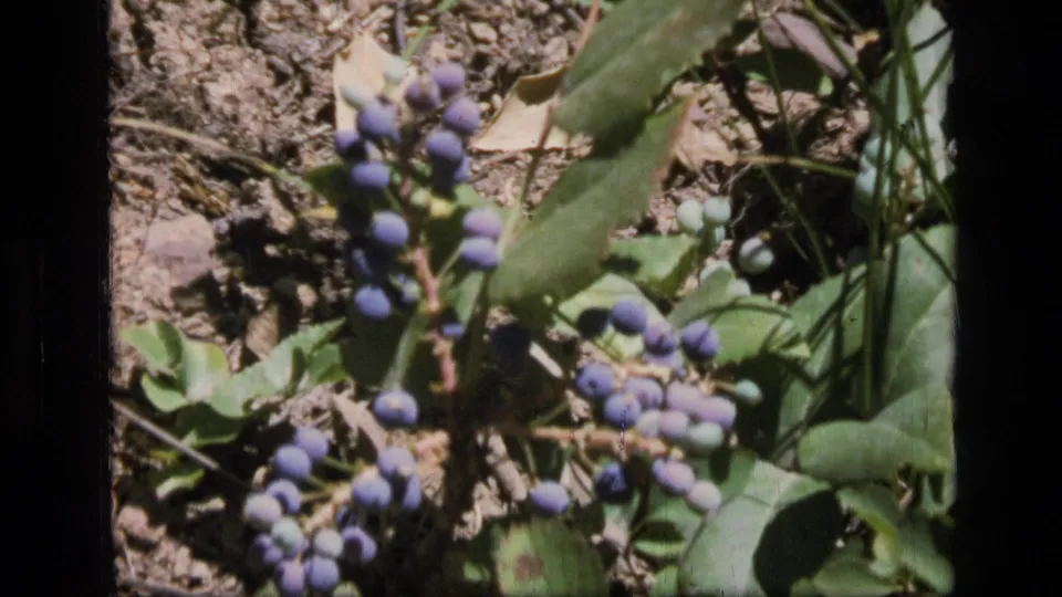 Close 8mm view of blue berries and green leaves in Scapegoat Wilderness, with dry soil, small grass blades, and soft focus.
