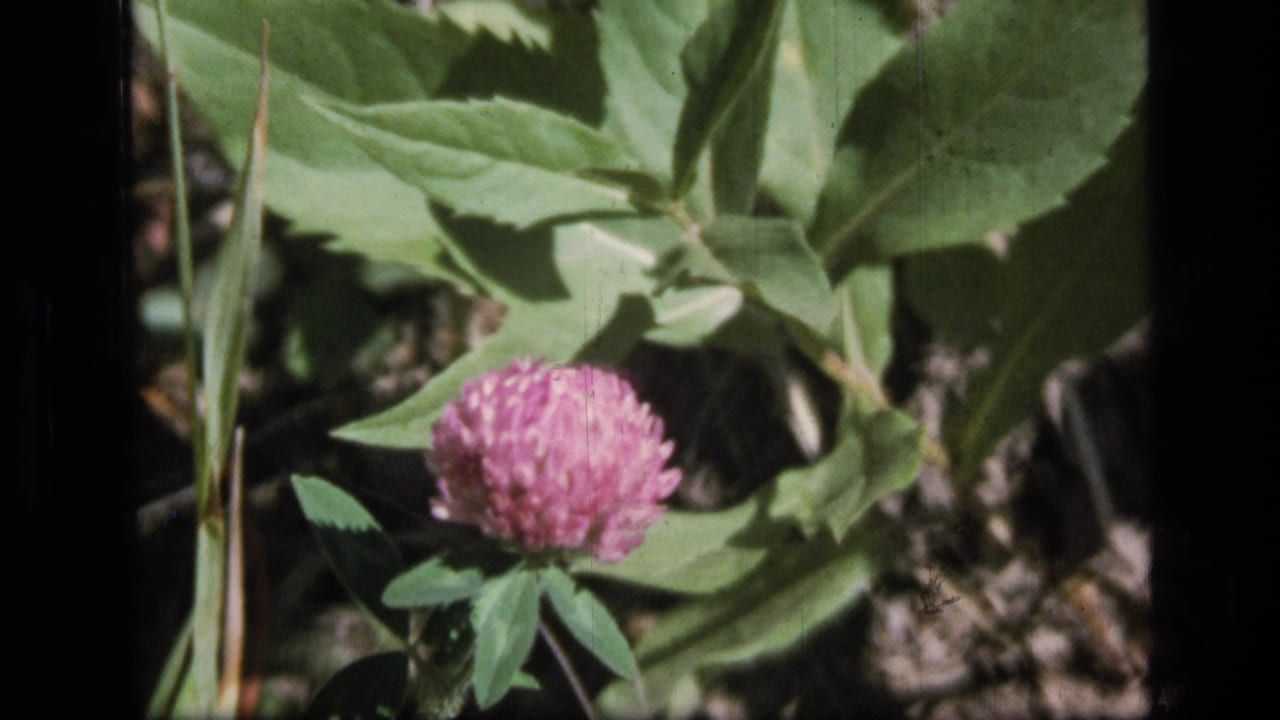 Close view of a pink clover-like flower and broad green leaves in the supplied 1973 Montana wilderness home-movie footage.
