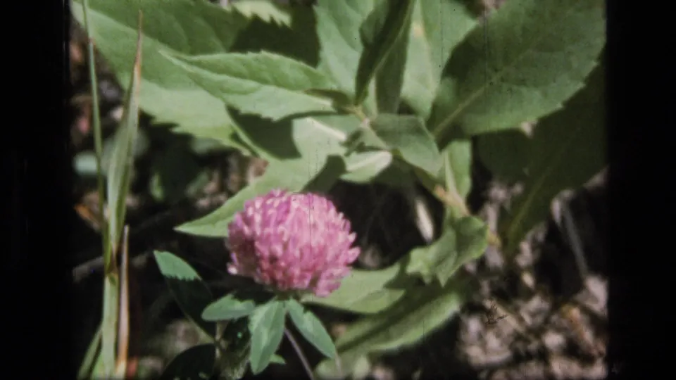 Close view of a pink clover-like flower and broad green leaves in the supplied 1973 Montana wilderness home-movie footage.