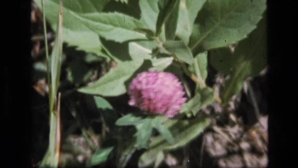 A second close frame shows the pink clover-like flower and leafy plants in 1973 Scapegoat Wilderness footage.