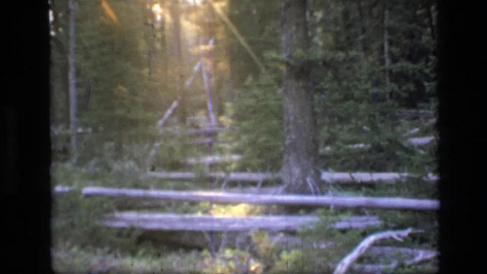 The camera shifts to a sunlit Montana forest view with tall trees, fallen logs, undergrowth, and warm flare from the low light.
