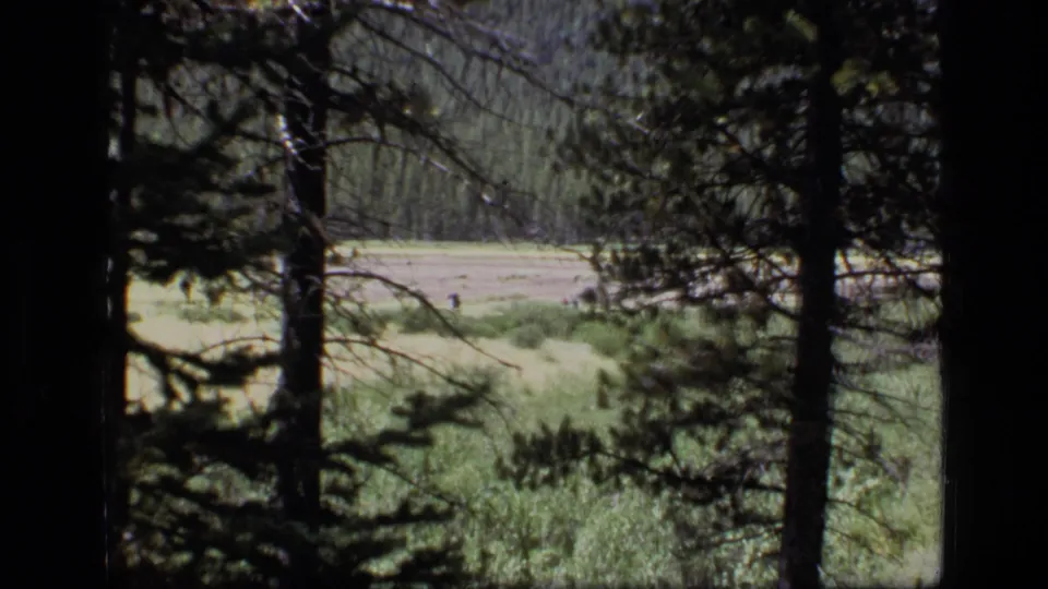 8mm Scapegoat Wilderness view through pine trees toward a sunlit meadow and distant forest.