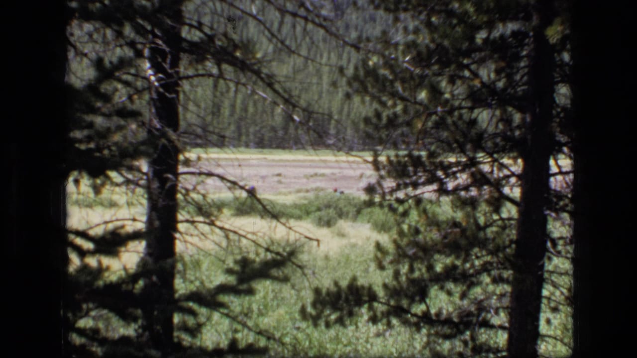 1973 Montana wilderness home-movie frame with dark foreground pines, a sunlit meadow, and distant hikers crossing the field.