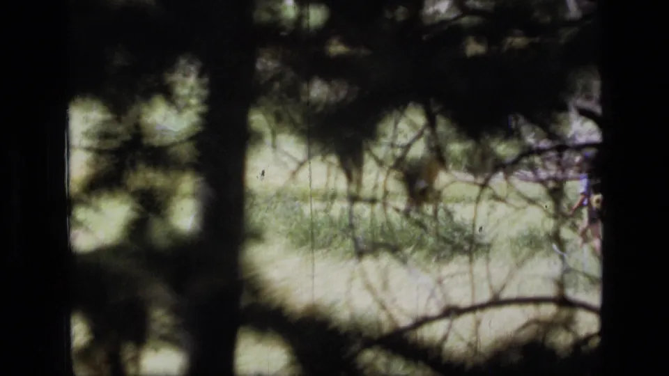 Soft 8mm view from the forest edge toward a bright Scapegoat Wilderness meadow, with branches obscuring much of the frame.