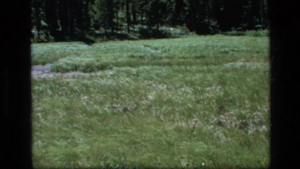 A grassy Montana wilderness meadow fills the frame, with evergreen trees along the far edge and no close human detail visible.