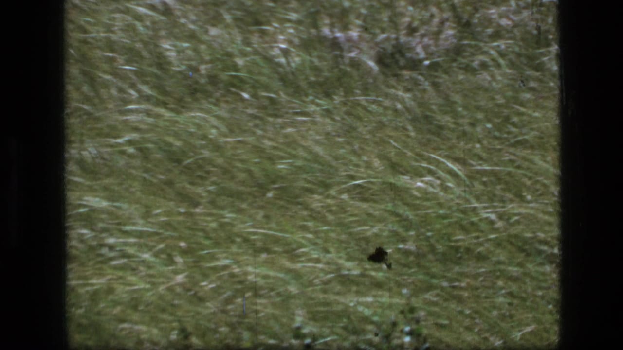 1973 8mm home-movie frame from Scapegoat Wilderness showing dense green grass bending in strong wind.