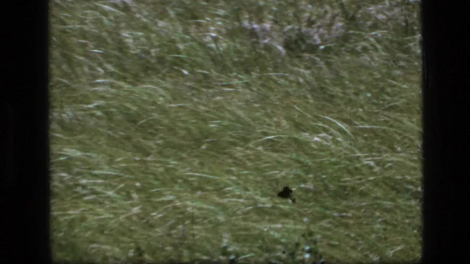1973 8mm home-movie frame from Scapegoat Wilderness showing dense green grass bending in strong wind.