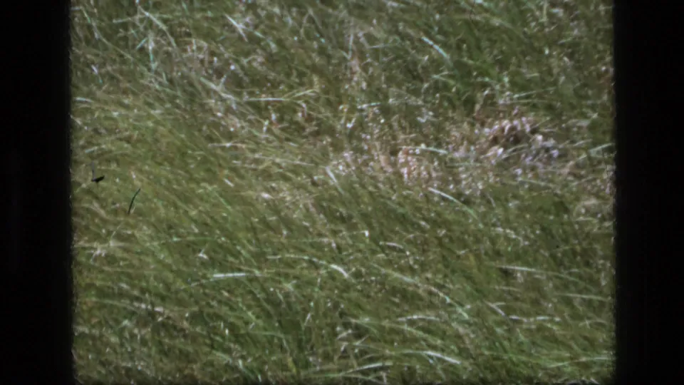 1973 Montana wilderness frame with tall grass swept sideways by wind, seen through soft 8mm film texture.