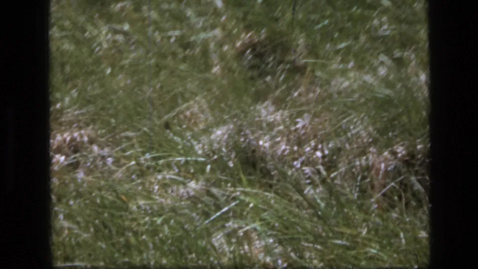 Scapegoat Wilderness 8mm frame showing green and tan meadow grass blurred by wind and handheld filming.