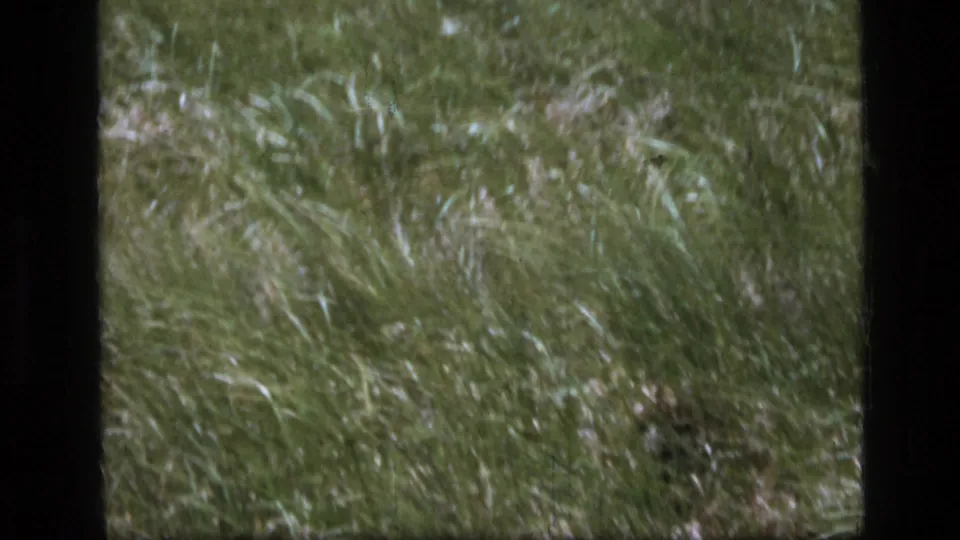 1973 8mm Montana frame of wind-rocked grass with soft focus, grain, and dark projection borders.