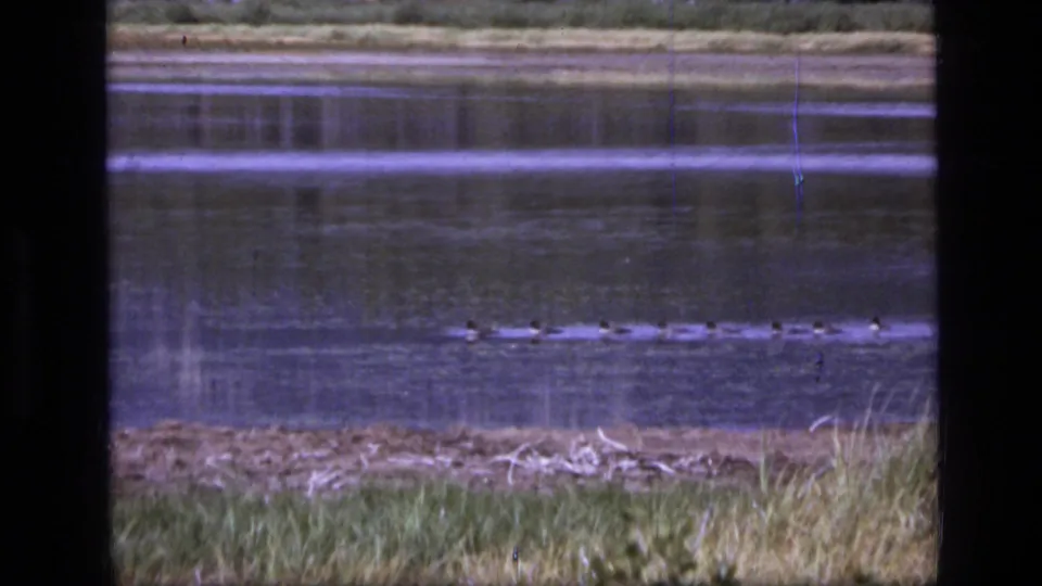8mm frame of small ducks moving across a calm lake after the fishing scene.