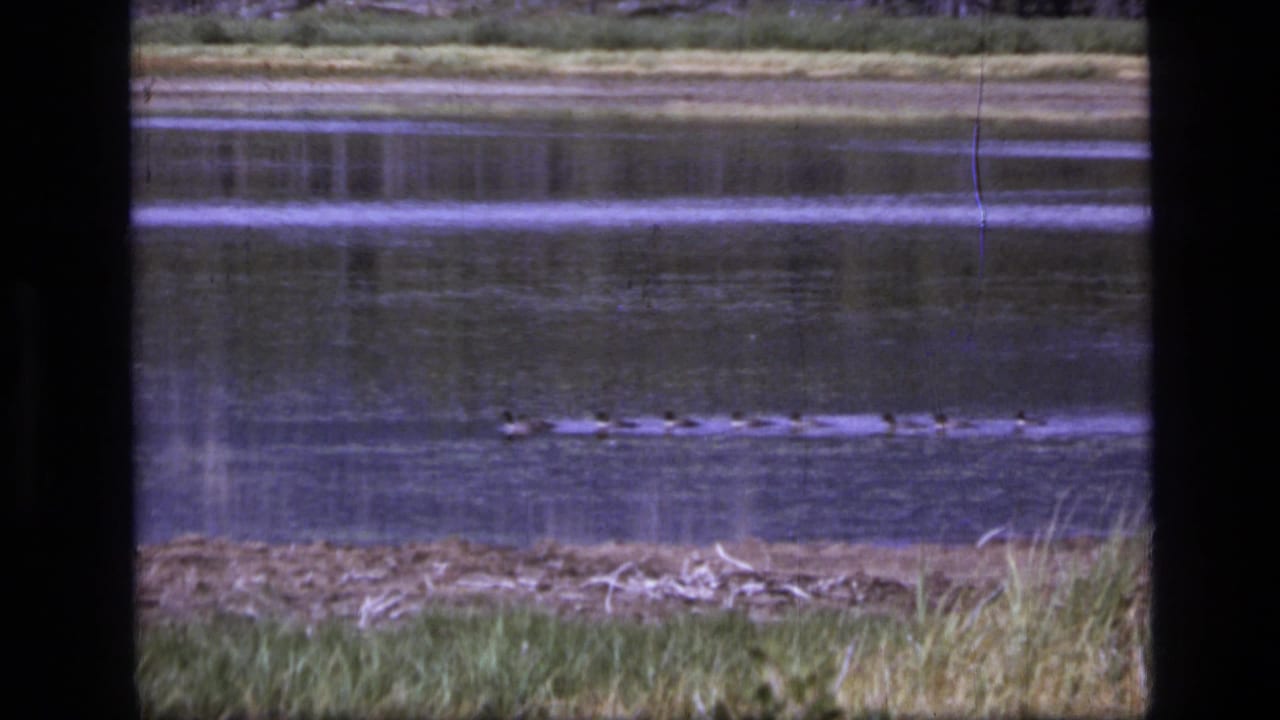 1973 8mm Montana wilderness frame showing geese in a low line across calm lake water near a grassy bank.