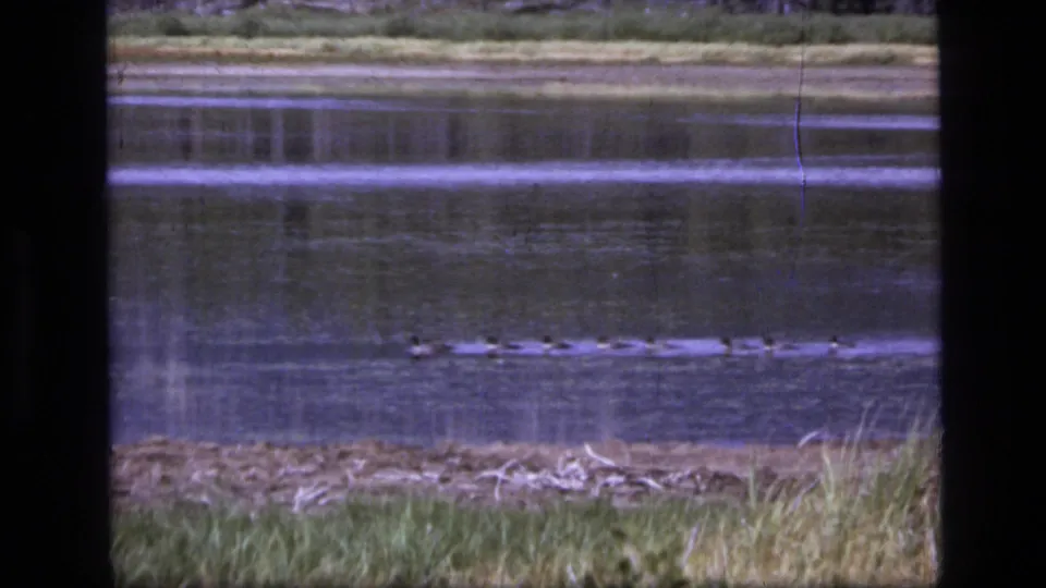 1973 8mm Montana wilderness frame showing geese in a low line across calm lake water near a grassy bank.